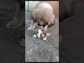 Казахский Пёс #щенок
