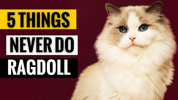 5 Things You Must Never Do to Your Ragdoll Cat