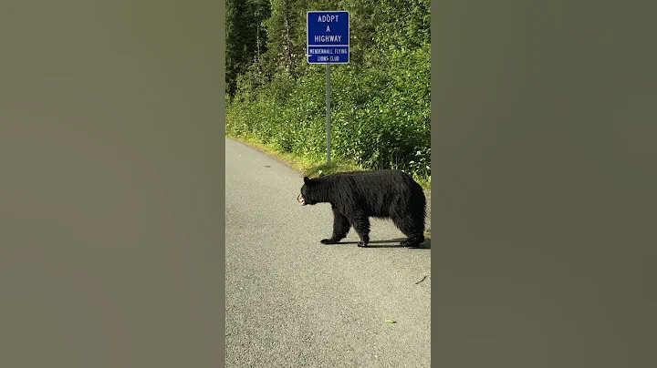 Bear Family Finds Their Way Across the Road || ViralHog