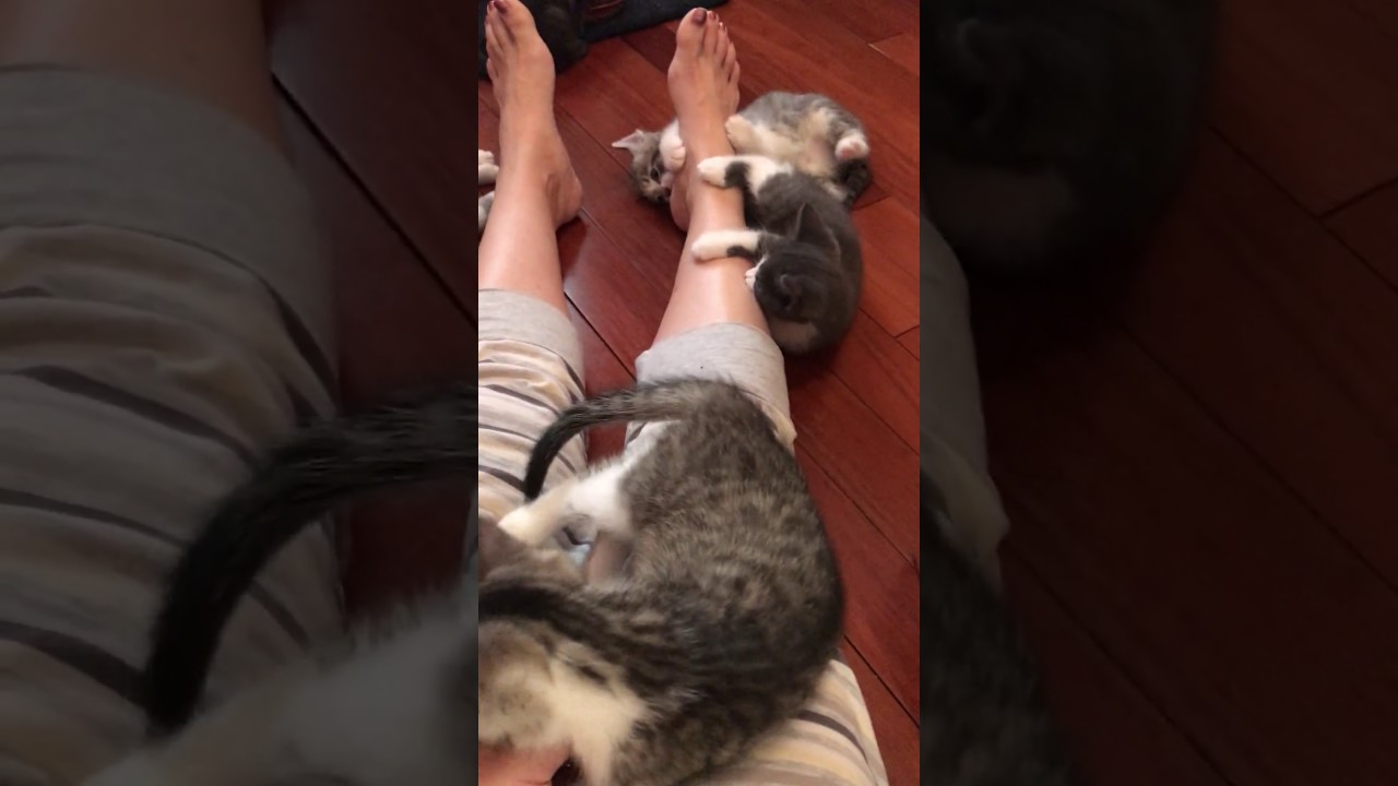 Gatitos transforman la pierna de su dueña en su propio juguete - YouTube