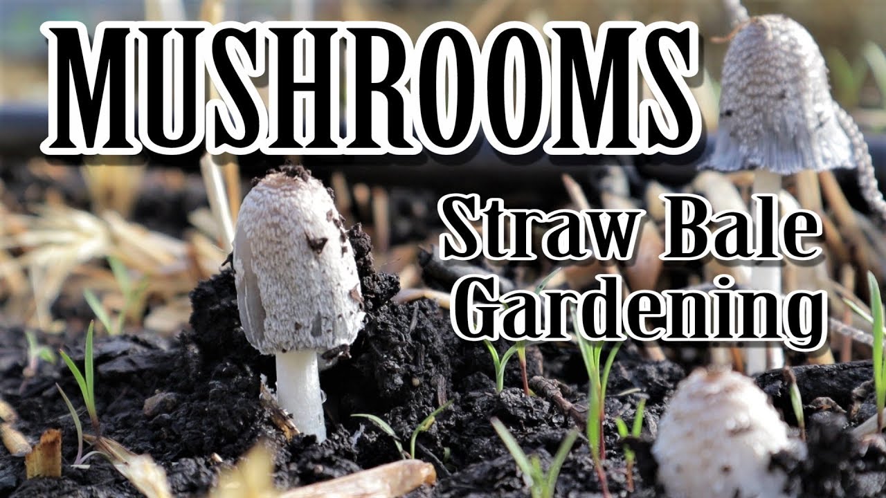 Bale Gardening Mushrooms You