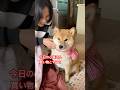 のんびりとした日曜日、#柴犬 #柴犬のいる暮らし #cute #癒し #かわいい犬 #shibainu #しばいぬ #dog #カインズ