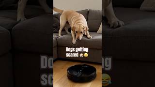 Top 5 Funniest Dogs Getting Scared 😂🐶 #viral #viralfails #ytshorts #shorts #animals #dogs #cat