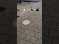 午前3時　韓国の夜ふかしをする鳩たち