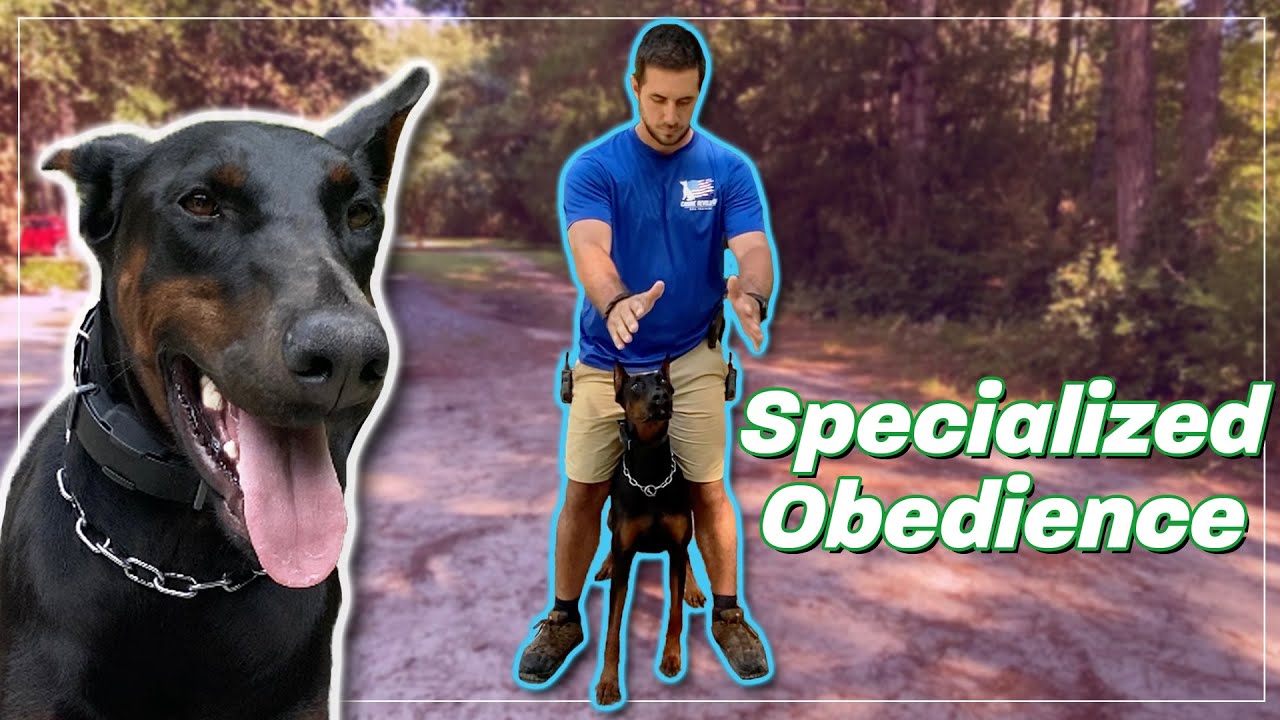 The Quick Trick to Teach Your Dog to Go Between Your Legs! 