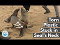 Torn Plastic Stuck in Seal's Neck