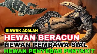 Membongkar Mitos Paling Populer Tentang Biawak - Mengungkap Faktanya!
