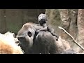 Baby Gorilla  -A- Short