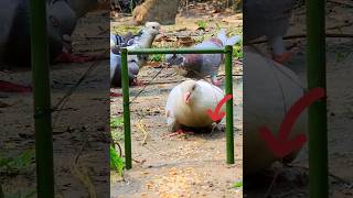 Amazing pigeon trap | How to make bird trap use bamboo #shorts