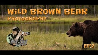 Photographing wild brown bears in Finland