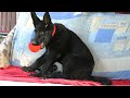 Play with me! HUGE black German Shepherd puppy 3 months - future safety and protection. Odessa.