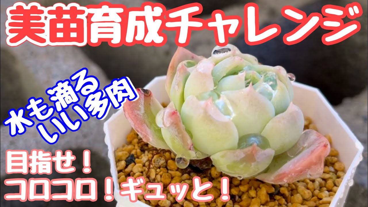 アサ様ご確認用　エケベリア可愛い子ちゃん♡ エケベリア,初心者さん向け | 多肉植物の専門通販サイト｜実のりえん