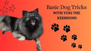 Dog Tricks: A Fluffy Pup's Different Tricks Showcase (Keeshond)