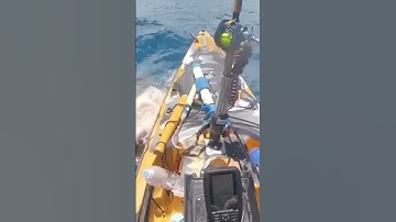 🦈Một ngư dân ở Hawaii trải qua giây phút hoảng sợ khi bị cá mập tấn công. #shark #shorts