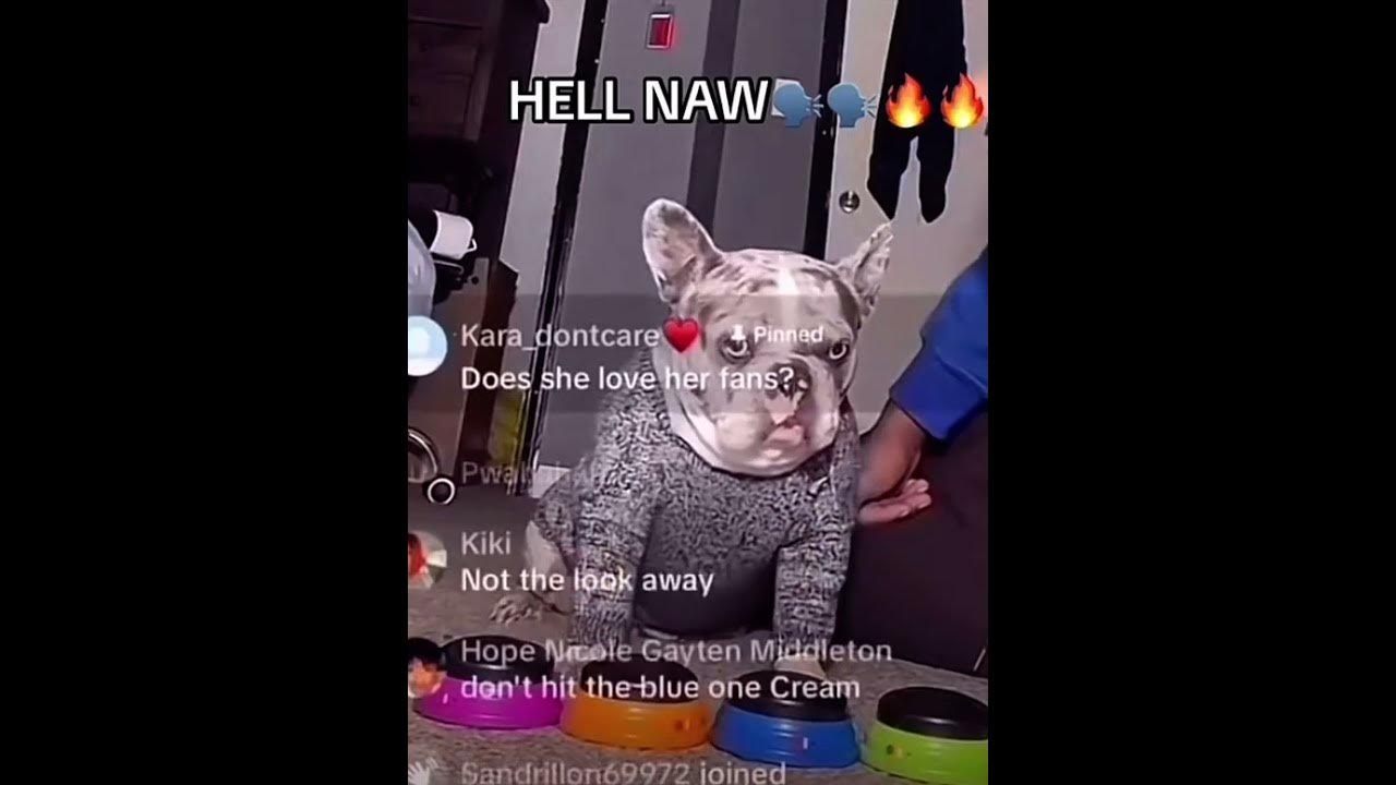 hell naw dog tiktok #memes #meme #tiktokmemes