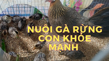 Đàn gà rừng 15 ngày tuổi