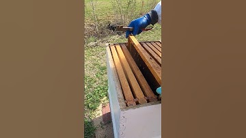 Honeybee Propolis Makes It Hard to Remove Frames #Shorts