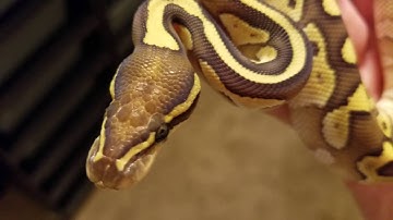 Ball python collection update part 1~ June 2016