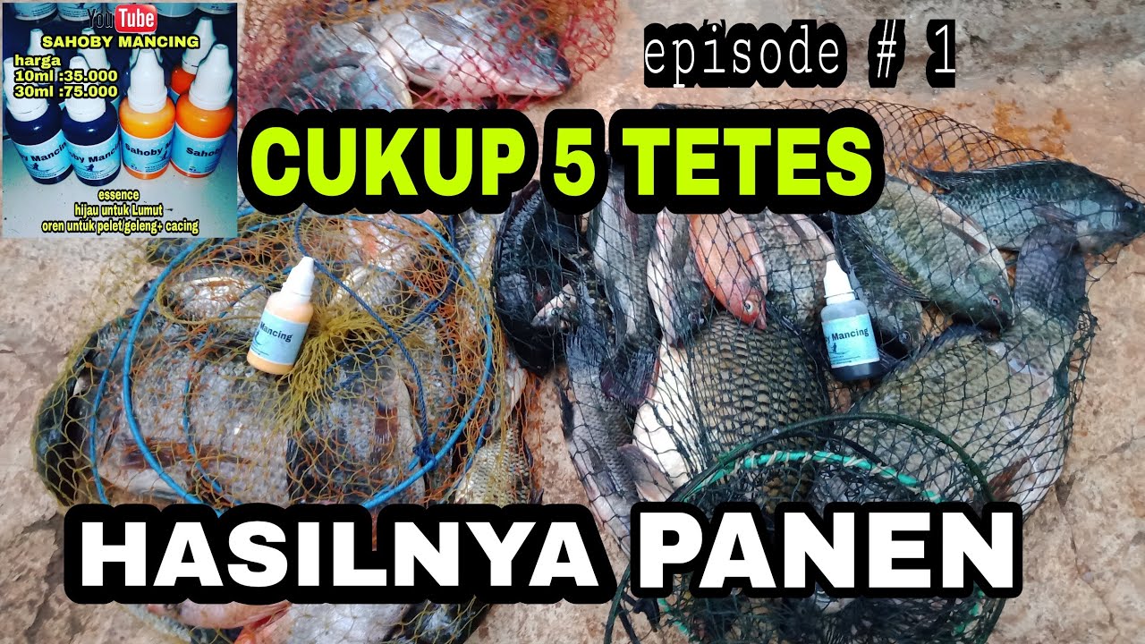 CUKUP 5 TETES # ESSEN SAHOBY MANCING # ESSEN PENGUMPUL IKAN # EPISODE 1