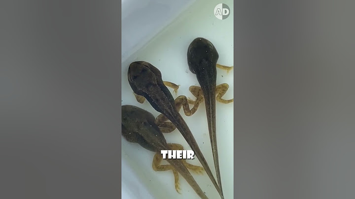 How Tadpoles Transform Into Frogs – The Incredible Process!