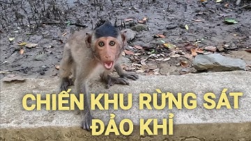 PHÁ ĐẢO CẦN GIỜ Phần 2 - Tham quan Di Tích Chiến Khu Rừng Sác - Đảo Khỉ