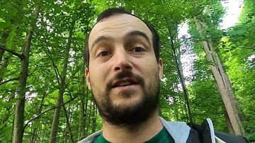 Sugar Maple- Plant Talk #23