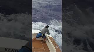 GIANT BLACK MARLIN ON THE GREAT BARRIER REEF - UNFORGETTABLE MOMENTS WITH XXL MARLIN ON THE LEADER