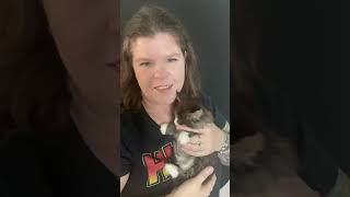 Reimagined 8 weeks old Maine Coon - Personality Video by Sassy Koonz Maine Coon Cattery 214 views 1 year ago 3 minutes, 11 seconds