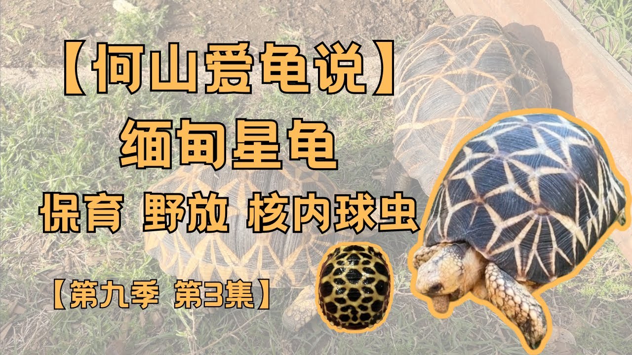 第九季 第3集:缅甸星龟|龟类保育|动物野放|内核球虫病|功能性灭绝|野外灭绝|华盛顿公约|如何区分野生龟| - YouTube