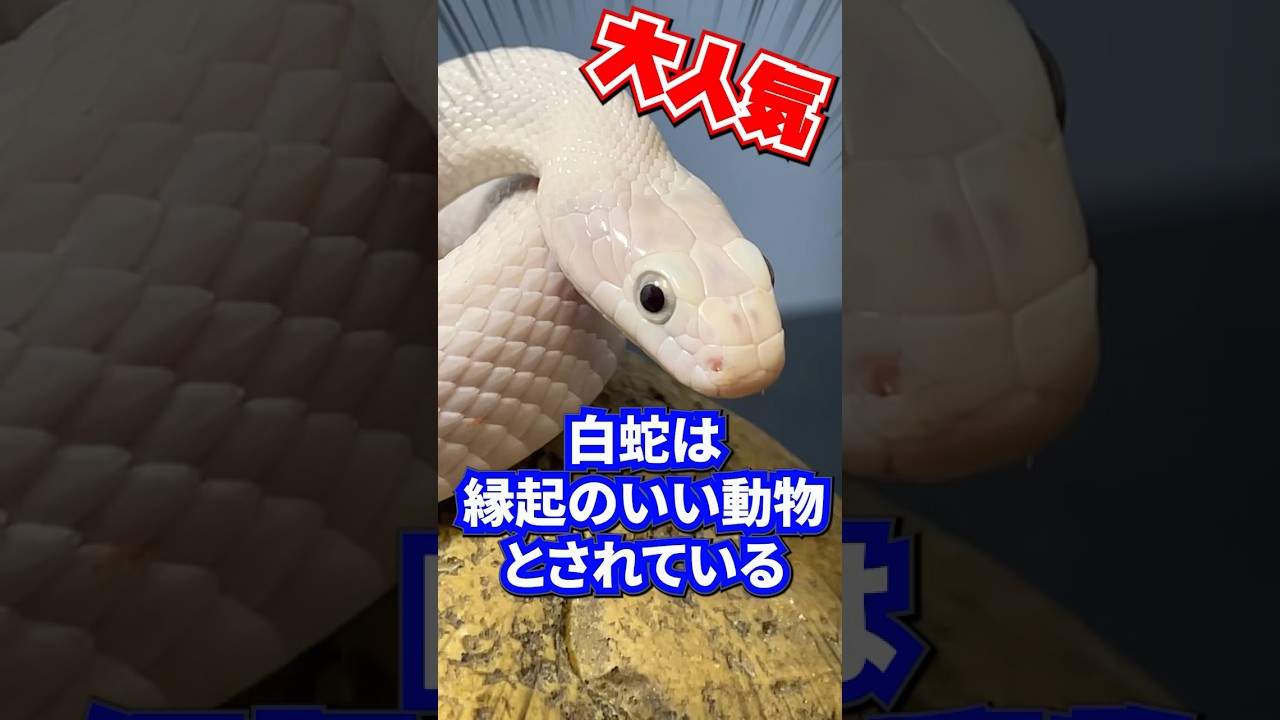 This year is the Year of the Snake 🐍 #snake #whitesnake - YouTube This year is the Year of the Snake 🐍 #snake #whitesnake - YouTube