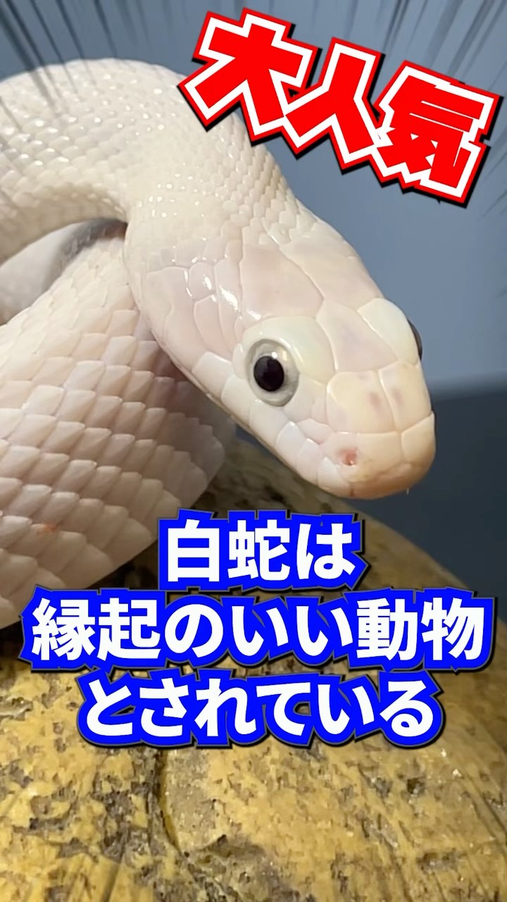 This year is the Year of the Snake 🐍 #snake #whitesnake - YouTube This year is the Year of the Snake 🐍 #snake #whitesnake - YouTube