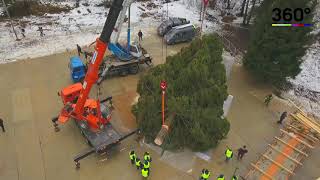 В Подмосковье срубили главную елку страны