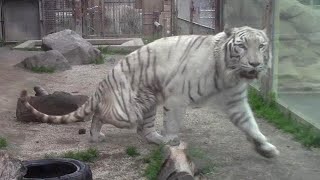 先天性の障害を持って生まれたホワイトタイガー スカイ 東武動物公園 White Tiger That Became Able To Walk By Surgery Youtube