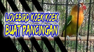 Lovebird ngetik dan keok keok buat memancing Lovebird yg kurang feghter biar ngekek panjang