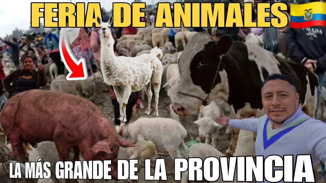 La FERIA de ANIMALES más GRANDE de la PROVINCIA de COTOPAXI - ECUADOR 🇪🇨 : Ferchito Aventura