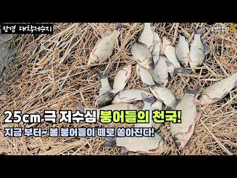 그림같은 저수지 봄 붕어 천국