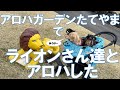 アロハガーデンたてやまでライオさん達にアロハした