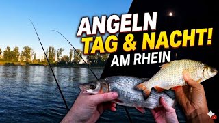 Feeder fishing at dusk – Rhine session with a catch 🎣