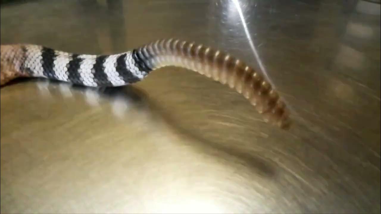 Rattlesnake rattle slowmotion with sound. YouTube