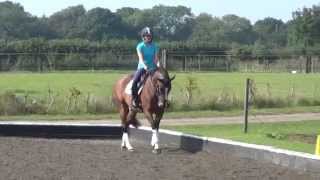 Tally - 5yo for sale - Dressage, SJ & XC
