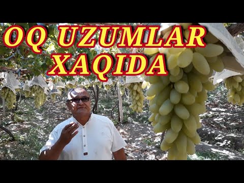 Video: Uzumning Oq Chirishi