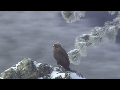 Chopper spots large bird of prey on rocky outcropping in the snowy South Bay