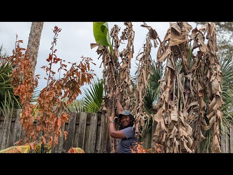 ALL MY BANANAS SURVIVED THE 3 DAY FREEZE🎉🎉 Here's what saved them and what I'm doing now!!