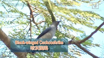 Black-winged Cuckooshrike (in Hong Kong)