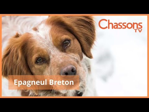 Vidéo: 12 cadeaux uniques et pensés pour les papas de chien Cette fête des pères