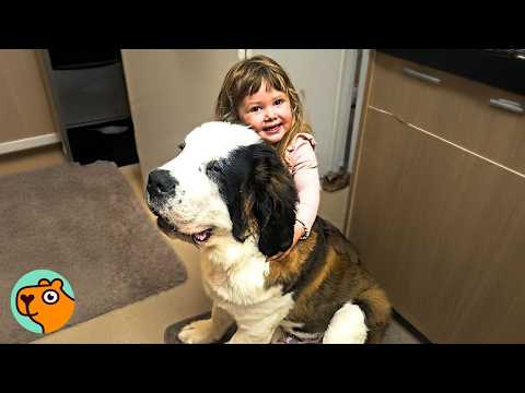 Giant St Bernard Has The Biggest Soft Spot For Little Girl | Cuddle Buddies