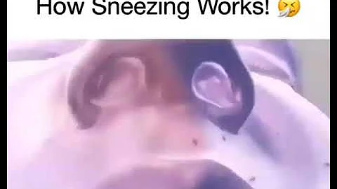 How Sneezing Works