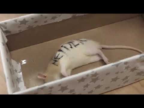 Doglott Patkanyt Kapott Niedermuller Peter A Tuntetes Elott Youtube