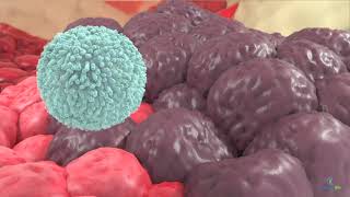 How do natural killer cells target cancer?