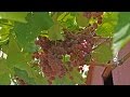Виноград Рилайнс пинк сидлис, красный виноград, без семян